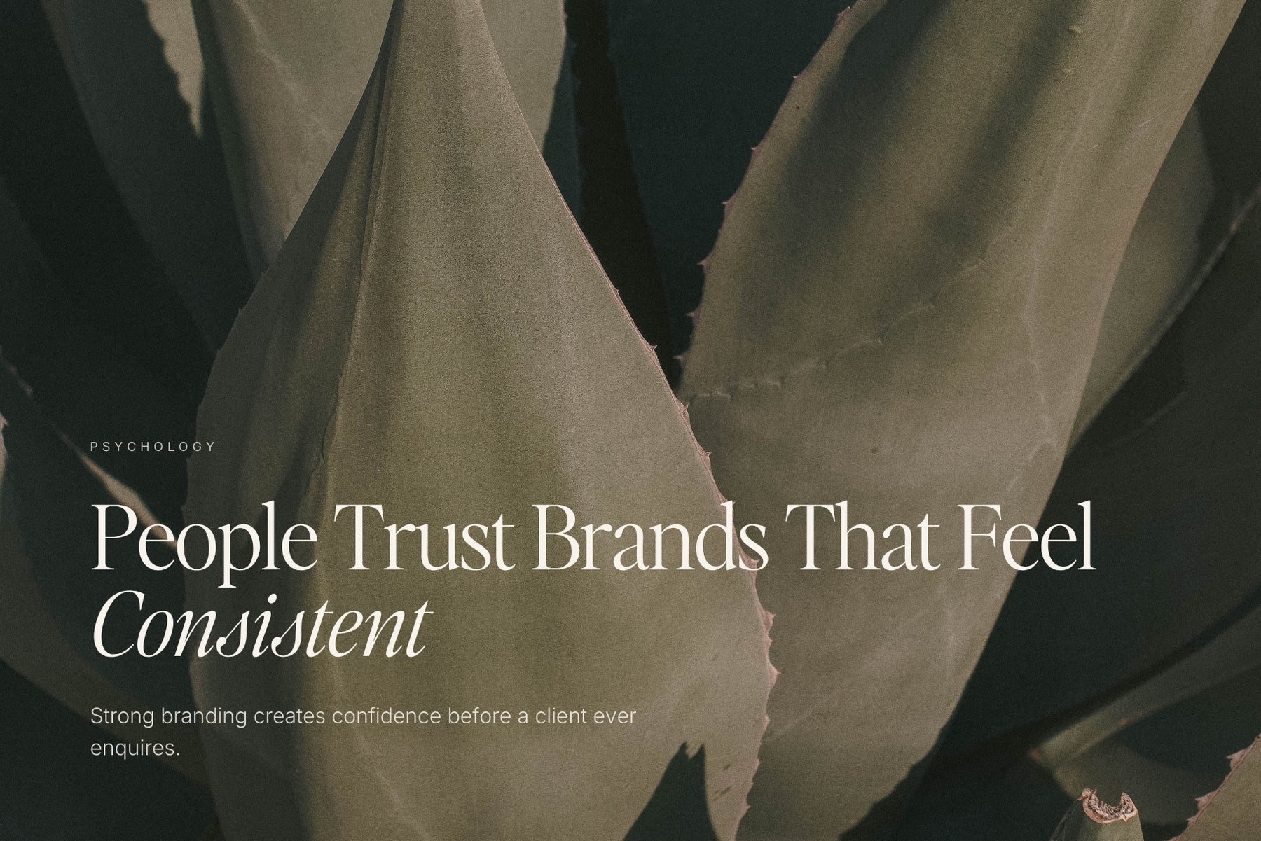 People trust brands that feel consistent — moody Zephyr brand image